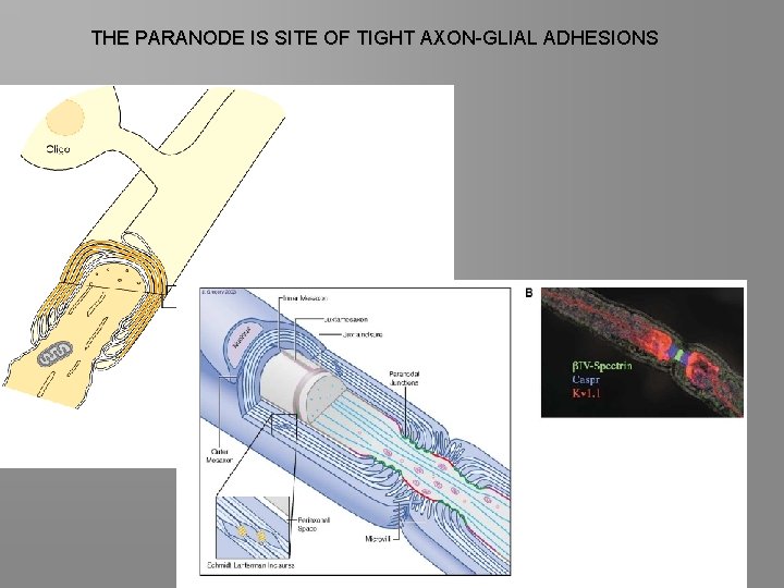 THE PARANODE IS SITE OF TIGHT AXON-GLIAL ADHESIONS 