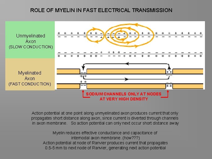 ROLE OF MYELIN IN FAST ELECTRICAL TRANSMISSION Unmyelinated Axon (SLOW CONDUCTION) Myelinated Axon (FAST