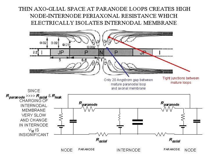 THIN AXO-GLIAL SPACE AT PARANODE LOOPS CREATES HIGH NODE-INTERNODE PERIAXONAL RESISTANCE WHICH ELECTRICALLY ISOLATES