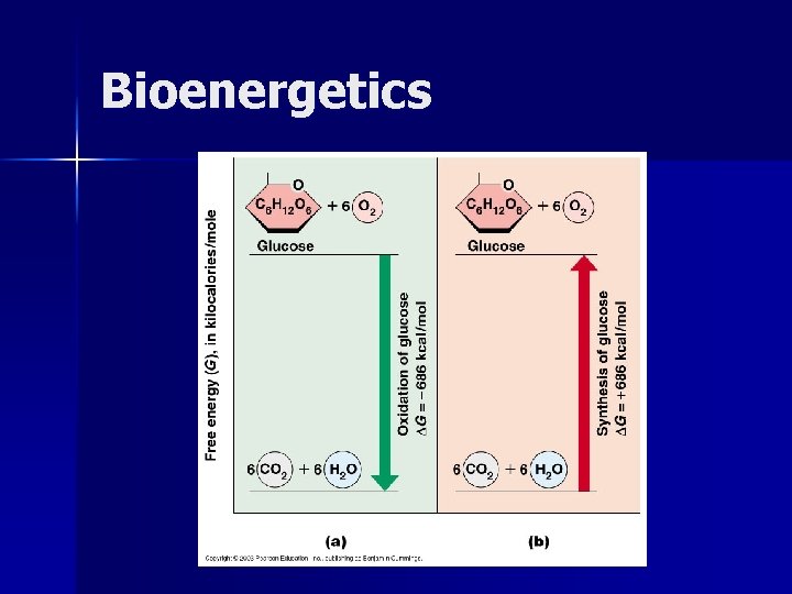 Bioenergetics 