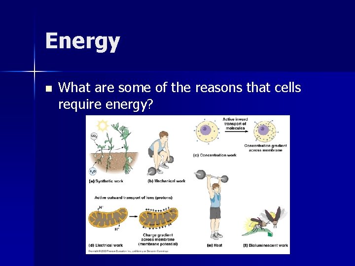 Energy n What are some of the reasons that cells require energy? 