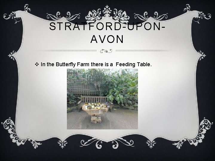 STRATFORD-UPONAVON v In the Butterfly Farm there is a Feeding Table. 