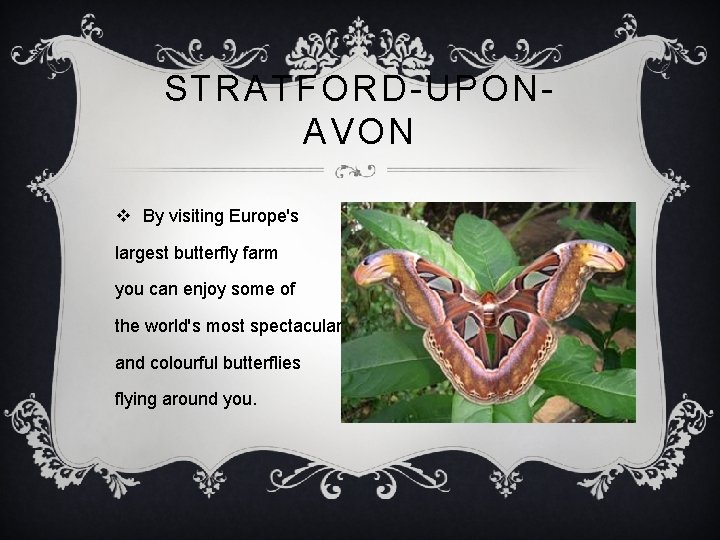 STRATFORD-UPONAVON v By visiting Europe's largest butterfly farm you can enjoy some of the