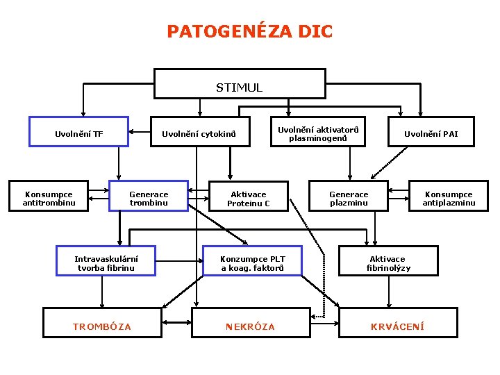PATOGENÉZA DIC STIMUL Uvolnění TF Konsumpce antitrombinu Uvolnění cytokinů Generace trombinu Intravaskulární tvorba fibrinu PATOGENÉZA DIC STIMUL Uvolnění TF Konsumpce antitrombinu Uvolnění cytokinů Generace trombinu Intravaskulární tvorba fibrinu