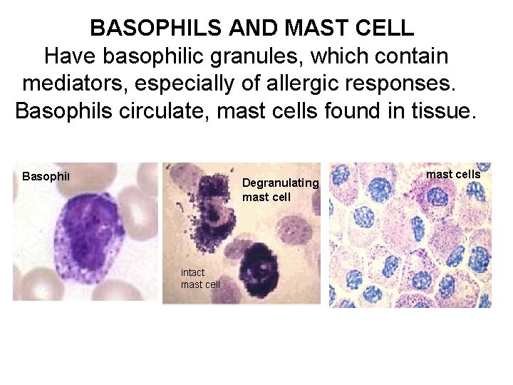 BASOPHILS AND MAST CELL Have basophilic granules, which contain mediators, especially of allergic responses.