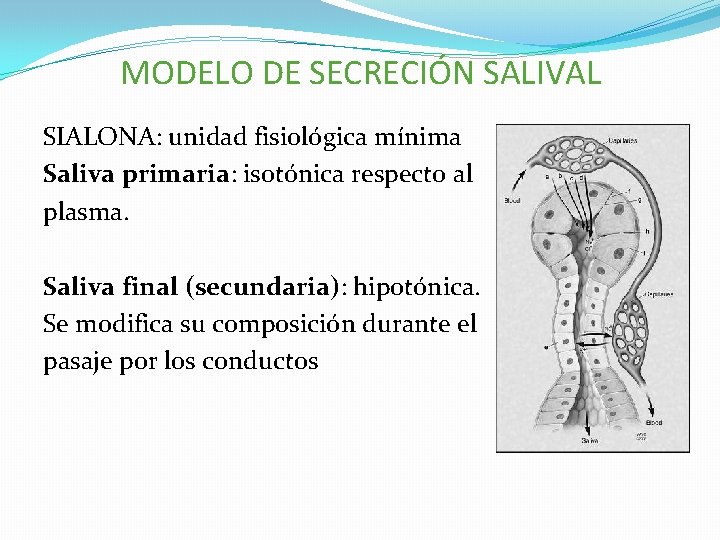 MODELO DE SECRECIÓN SALIVAL SIALONA: unidad fisiológica mínima Saliva primaria: isotónica respecto al plasma.