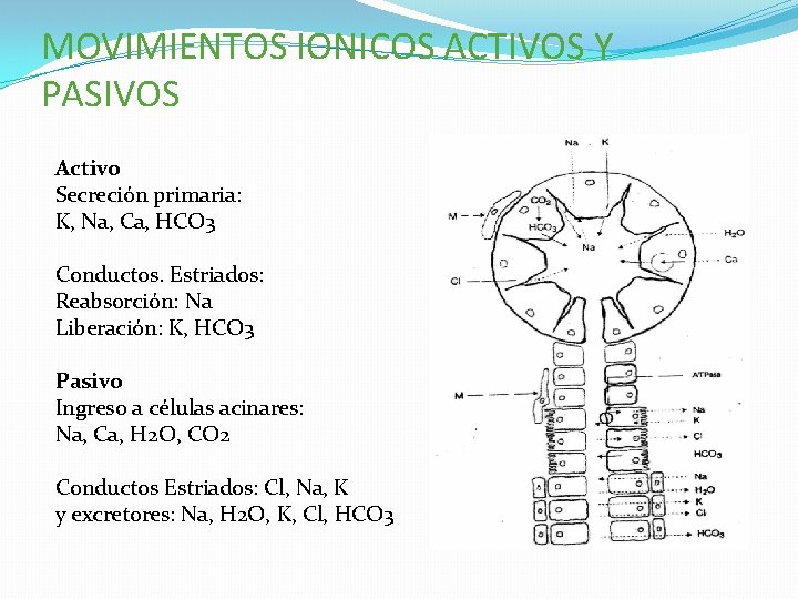 MOVIMIENTOS IONICOS ACTIVOS Y PASIVOS Activo Secreción primaria: K, Na, Ca, HCO 3 Conductos.