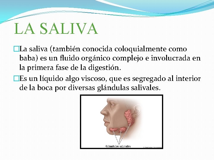  LA SALIVA �La saliva (también conocida coloquialmente como baba) es un fluido orgánico