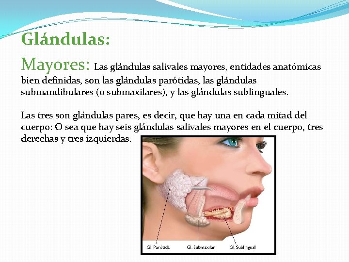 Glándulas: Mayores: Las glándulas salivales mayores, entidades anatómicas bien definidas, son las glándulas parótidas,