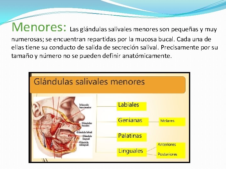 Menores: Las glándulas salivales menores son pequeñas y muy numerosas; se encuentran repartidas por