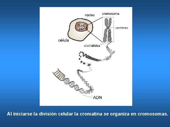 Al iniciarse la división celular la cromatina se organiza en cromosomas. 