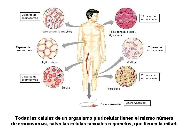 23 pares de cromosomas 23 pares de cromosomas Espermatozoide 23 cromosomas Todas las células