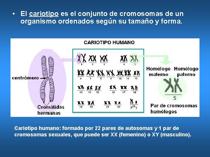  • El cariotipo es el conjunto de cromosomas de un organismo ordenados según