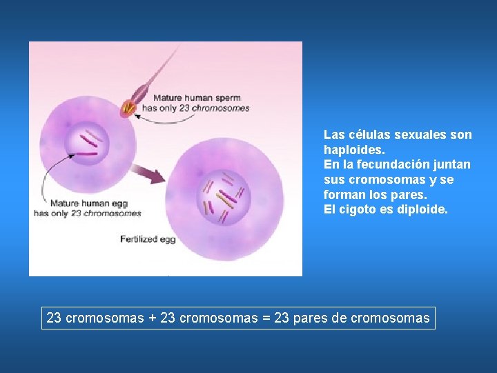 Las células sexuales son haploides. En la fecundación juntan sus cromosomas y se forman