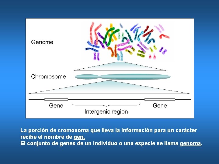 La porción de cromosoma que lleva la información para un carácter recibe el nombre