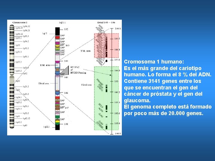 Cromosoma 1 humano: Es el más grande del cariotipo humano. Lo forma el 8