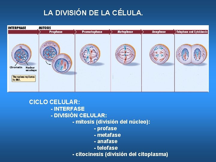 LA DIVISIÓN DE LA CÉLULA. CICLO CELULAR: - INTERFASE - DIVISIÓN CELULAR: - mitosis