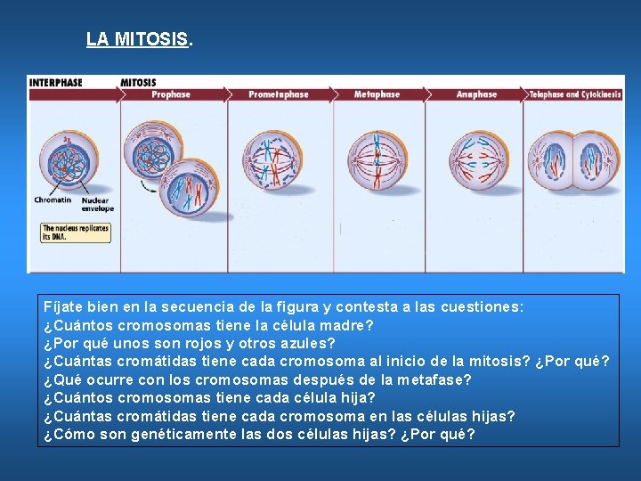 LA MITOSIS. Fíjate bien en la secuencia de la figura y contesta a las