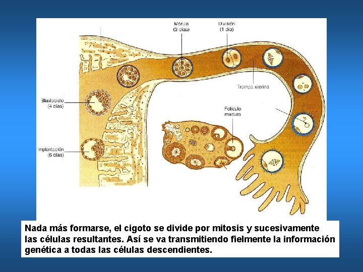 Nada más formarse, el cigoto se divide por mitosis y sucesivamente las células resultantes.