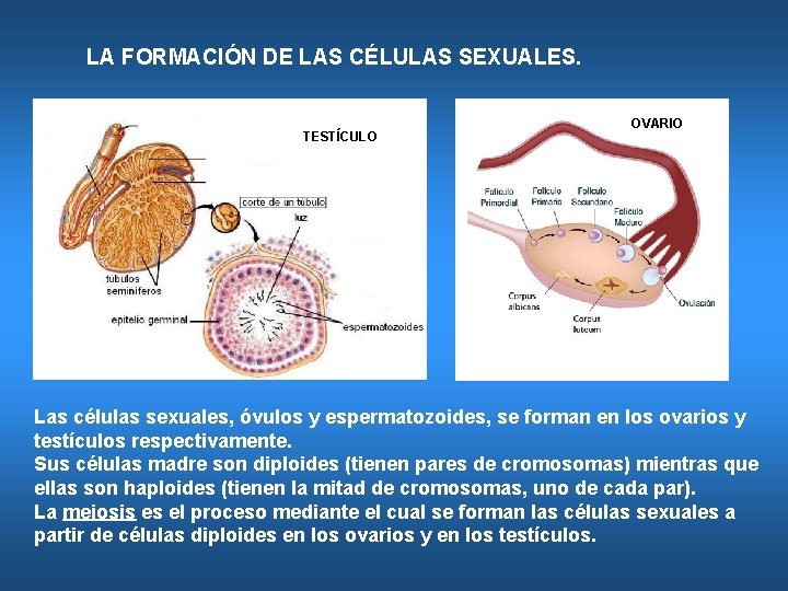 LA FORMACIÓN DE LAS CÉLULAS SEXUALES. TESTÍCULO OVARIO Las células sexuales, óvulos y espermatozoides,