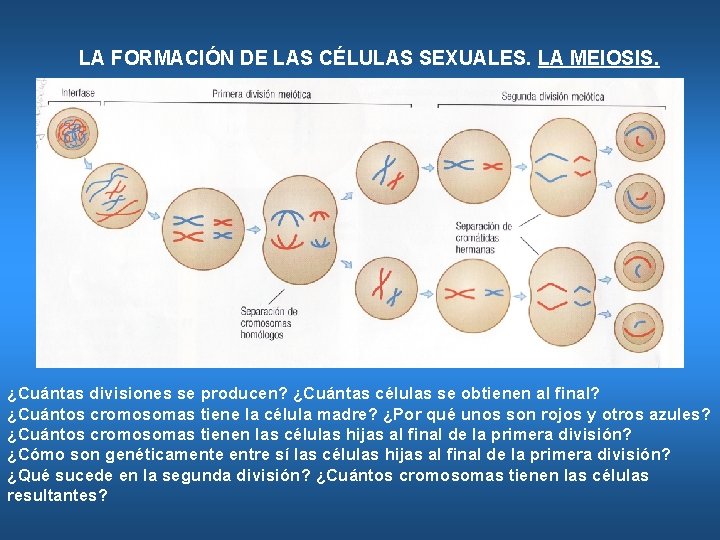 LA FORMACIÓN DE LAS CÉLULAS SEXUALES. LA MEIOSIS. ¿Cuántas divisiones se producen? ¿Cuántas células