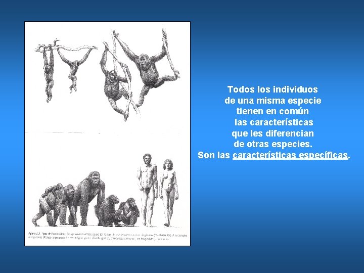 Todos los individuos de una misma especie tienen en común las características que les