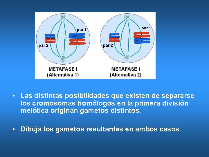 par 1 par 2 • Las distintas posibilidades que existen de separarse los cromosomas