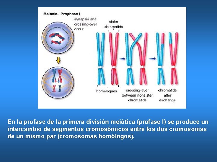 En la profase de la primera división meiótica (profase I) se produce un intercambio