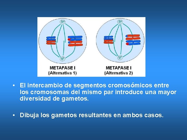  • El intercambio de segmentos cromosómicos entre los cromosomas del mismo par introduce