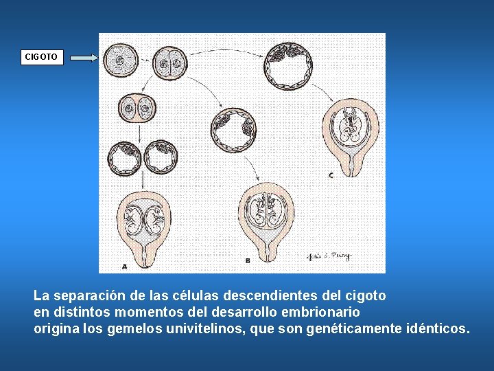 CIGOTO La separación de las células descendientes del cigoto en distintos momentos del desarrollo