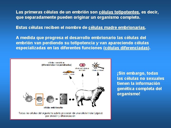 Las primeras células de un embrión son células totipotentes, es decir, que separadamente pueden