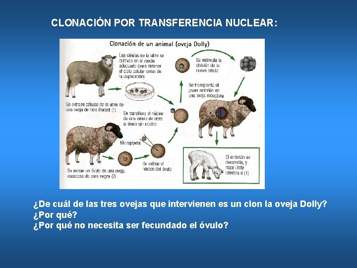 CLONACIÓN POR TRANSFERENCIA NUCLEAR: ¿De cuál de las tres ovejas que intervienen es un