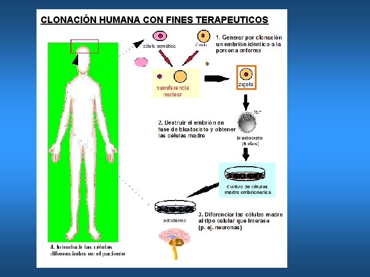 CLONACIÓN HUMANA CON FINES TERAPEUTICOS 