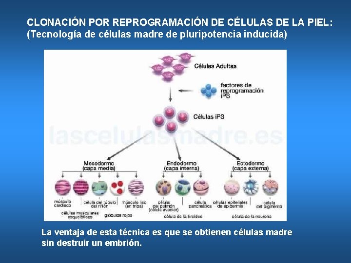 CLONACIÓN POR REPROGRAMACIÓN DE CÉLULAS DE LA PIEL: (Tecnología de células madre de pluripotencia