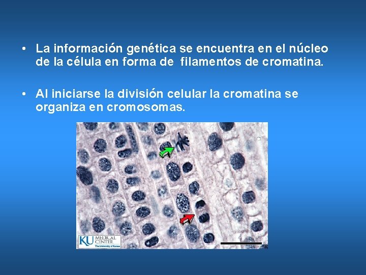  • La información genética se encuentra en el núcleo de la célula en