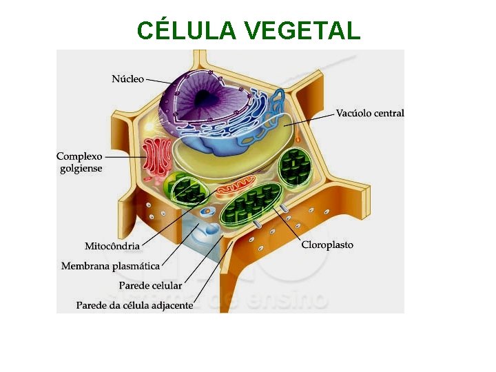 CÉLULA VEGETAL CÉLULA VEGETAL