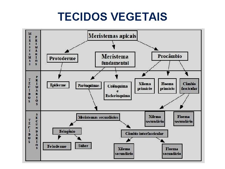 TECIDOS VEGETAIS TECIDOS VEGETAIS