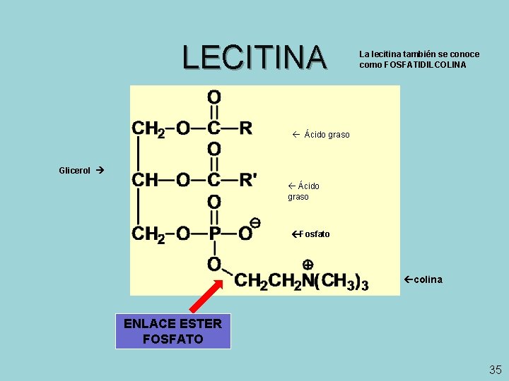 LECITINA La lecitina también se conoce como FOSFATIDILCOLINA Ácido graso Glicerol Ácido graso Fosfato