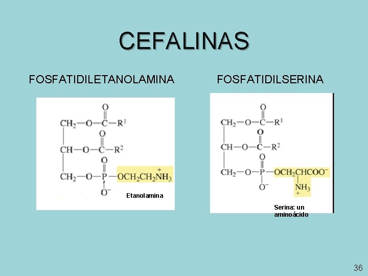 CEFALINAS FOSFATIDILETANOLAMINA FOSFATIDILSERINA Etanolamina Serina: un aminoácido 36 