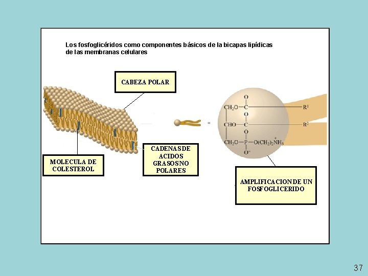 Los fosfoglicéridos como componentes básicos de la bicapas lipídicas de las membranas celulares CABEZA