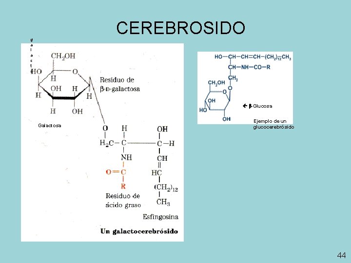 CEREBROSIDO g a l a c t o -Glucosa Galactosa Ejemplo de un glucocerebrósido