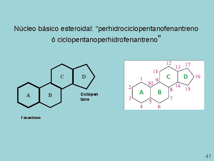 Núcleo básico esteroidal: “perhidrociclopentanofenantreno ó ciclopentanoperhidrofenantreno” C A B D Ciclopen tano Fenantreno 47