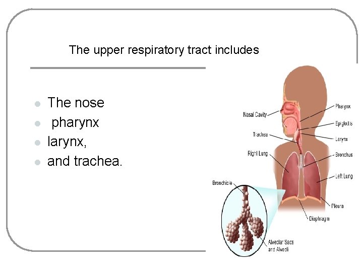 The upper respiratory tract includes l l The nose pharynx larynx, and trachea. 