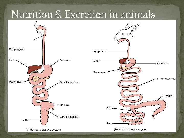 Nutrition & Excretion in animals 