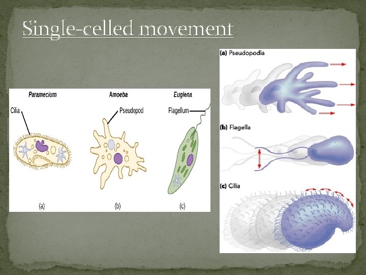 Single-celled movement 