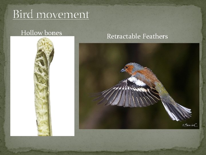 Bird movement Hollow bones Retractable Feathers 