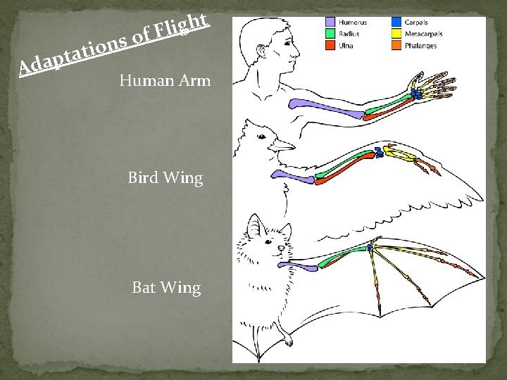 Adap s n o i tat t h g i l of F Human