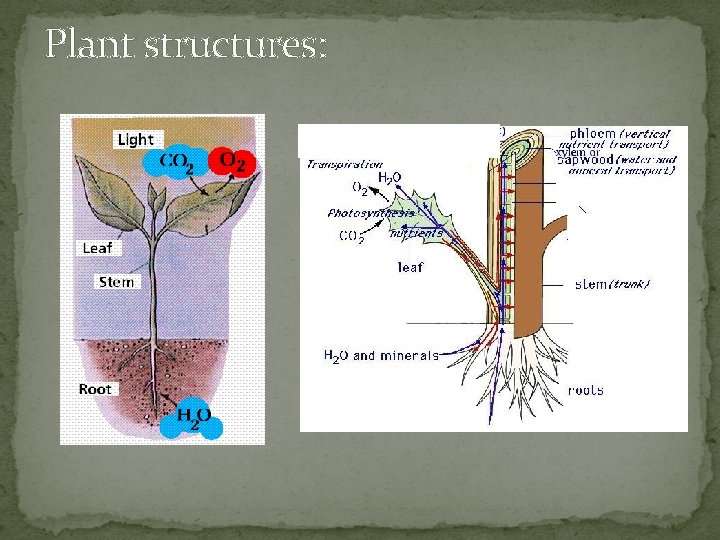 Plant structures: 