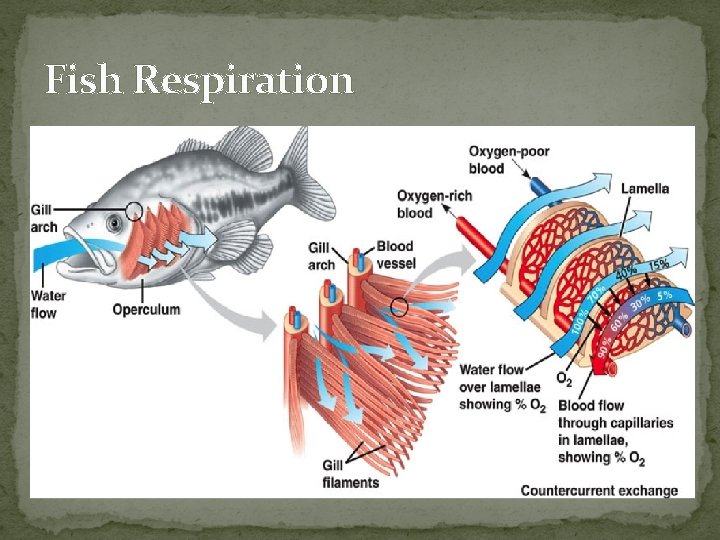 Fish Respiration 