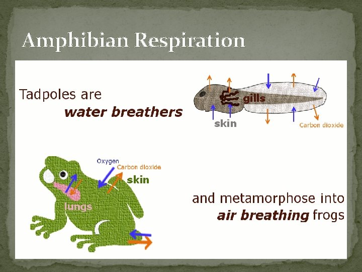 Amphibian Respiration 